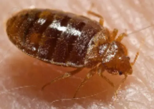 Bed Bug Extermination Ashburn Virginia