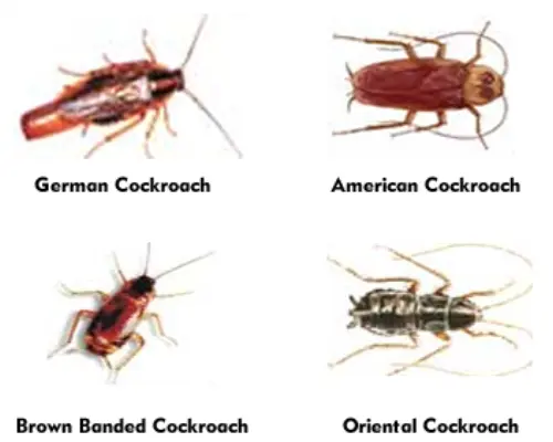 Cockroach -Extermination--in-Belleair-Beach-Florida-cockroach-extermination-belleair-beach-florida.jpg-image