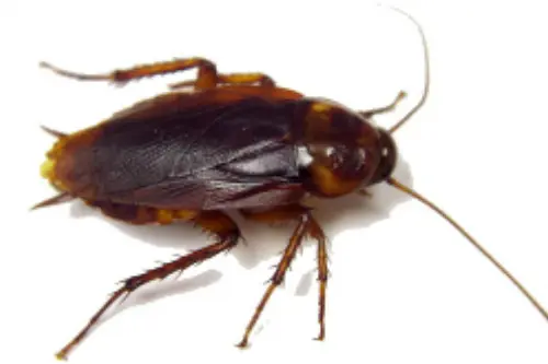 Cockroach Extermination