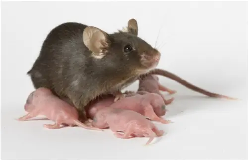 Mice Extermination