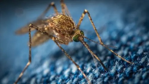 Mosquito-Control--in-Bay-Pines-Florida-mosquito-control-bay-pines-florida.jpg-image