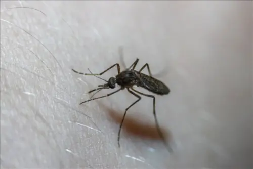 Mosquito-Control--in-Saint-Petersburg-Florida-mosquito-control-saint-petersburg-florida-1.jpg-image