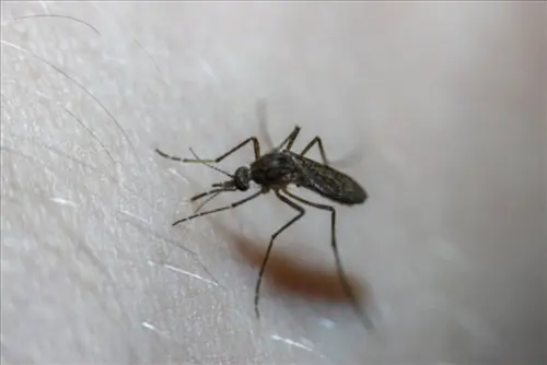 Mosquito -Control--in-Saint-Petersburg-Florida-mosquito-control-saint-petersburg-florida-1.jpg-image