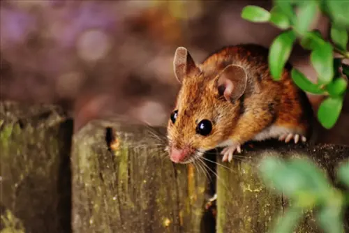 Mouse-Pest-Control--in-Indian-Rocks-Beach-Florida-mouse-pest-control-indian-rocks-beach-florida.jpg-image