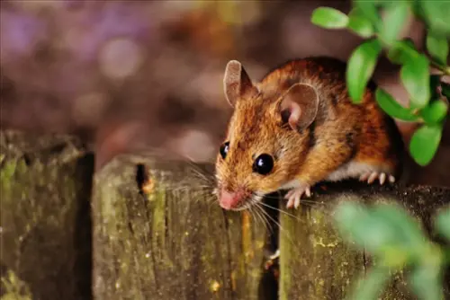Mouse-Pest-Control--in-Oldsmar-Florida-mouse-pest-control-oldsmar-florida.jpg-image