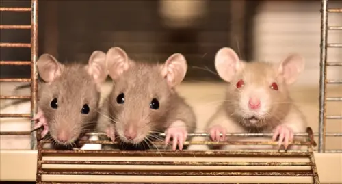 Rat -Control--in-Clearwater-Beach-Florida-rat-control-clearwater-beach-florida.jpg-image