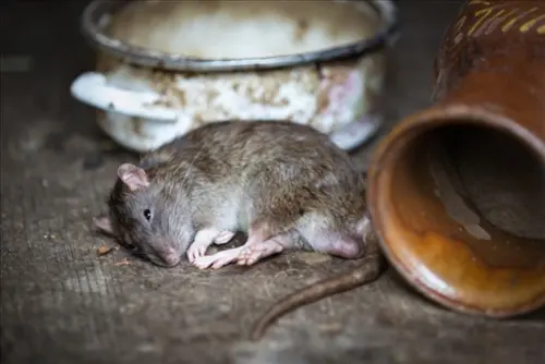 Rat -Extermination--in-Dunedin-Florida-rat-extermination-dunedin-florida.jpg-image