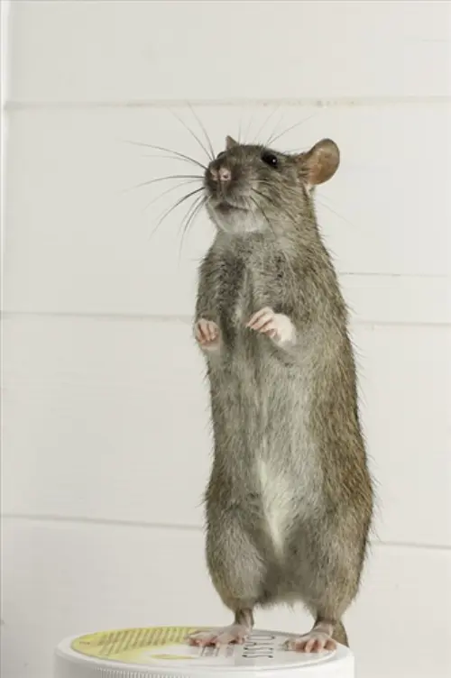 Rodent -Control--in-Dunedin-Florida-rodent-control-dunedin-florida.jpg-image