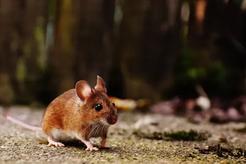Rodent-Control--in-Oldsmar-Florida-rodent-control-oldsmar-florida-2.jpg-image