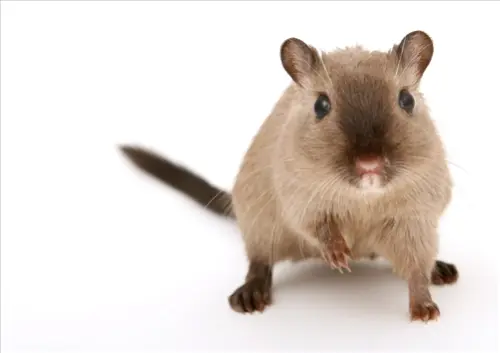 Rodent-Control--in-Seminole-Florida-rodent-control-seminole-florida-1.jpg-image