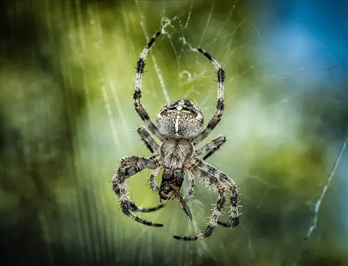 Spider Removal Ashburn Virginia