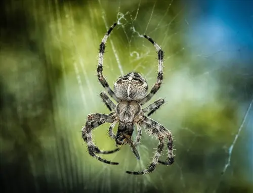 Spider-Removal--in-Crystal-Beach-Florida-spider-removal-crystal-beach-florida-2.jpg-image