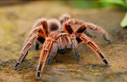 Spider-Removal--in-Indian-Rocks-Beach-Florida-spider-removal-indian-rocks-beach-florida.jpg-image