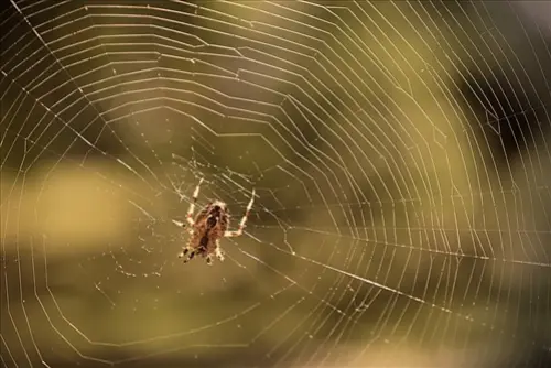 Spider -Removal--in-Largo-Florida-spider-removal-largo-florida-3.jpg-image
