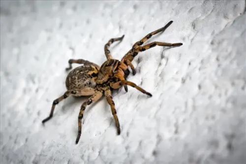 Spider Removal