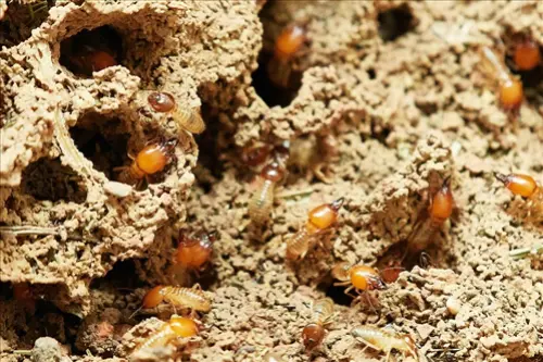 Termite Treatment Ashburn Virginia