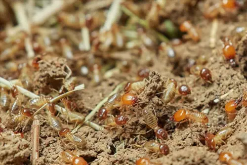Termite Treatment | Pest Control Clearwater Florida