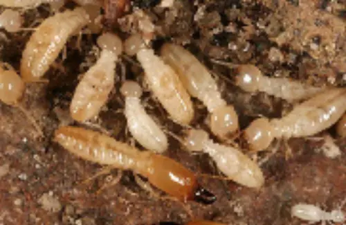 Termite -Treatment--in-Crystal-Beach-Florida-termite-treatment-crystal-beach-florida.jpg-image