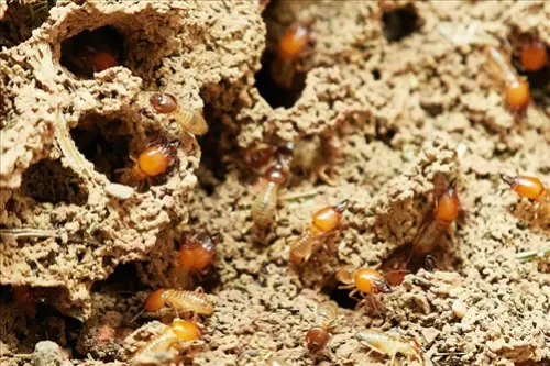 Termite-Treatment--in-Safety-Harbor-Florida-termite-treatment-safety-harbor-florida-1.jpg-image